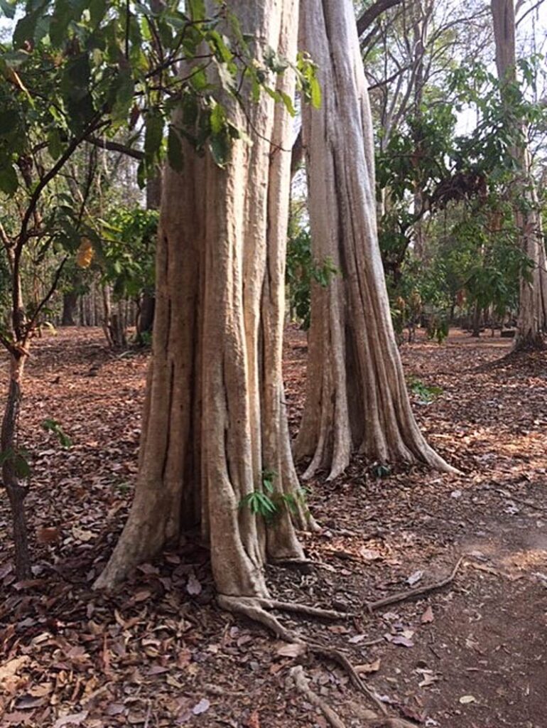 Two tall trees with slender pale trunks stand in packed dirt and dry leaves in a forest setting in Cambodia.