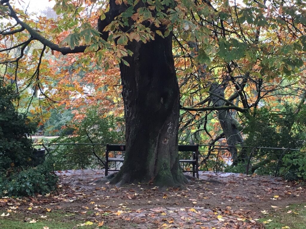 A large tree with autumn leaves, park bench, metal railing, and fallen leaves in a park setting in Copenhagen, Denmark.