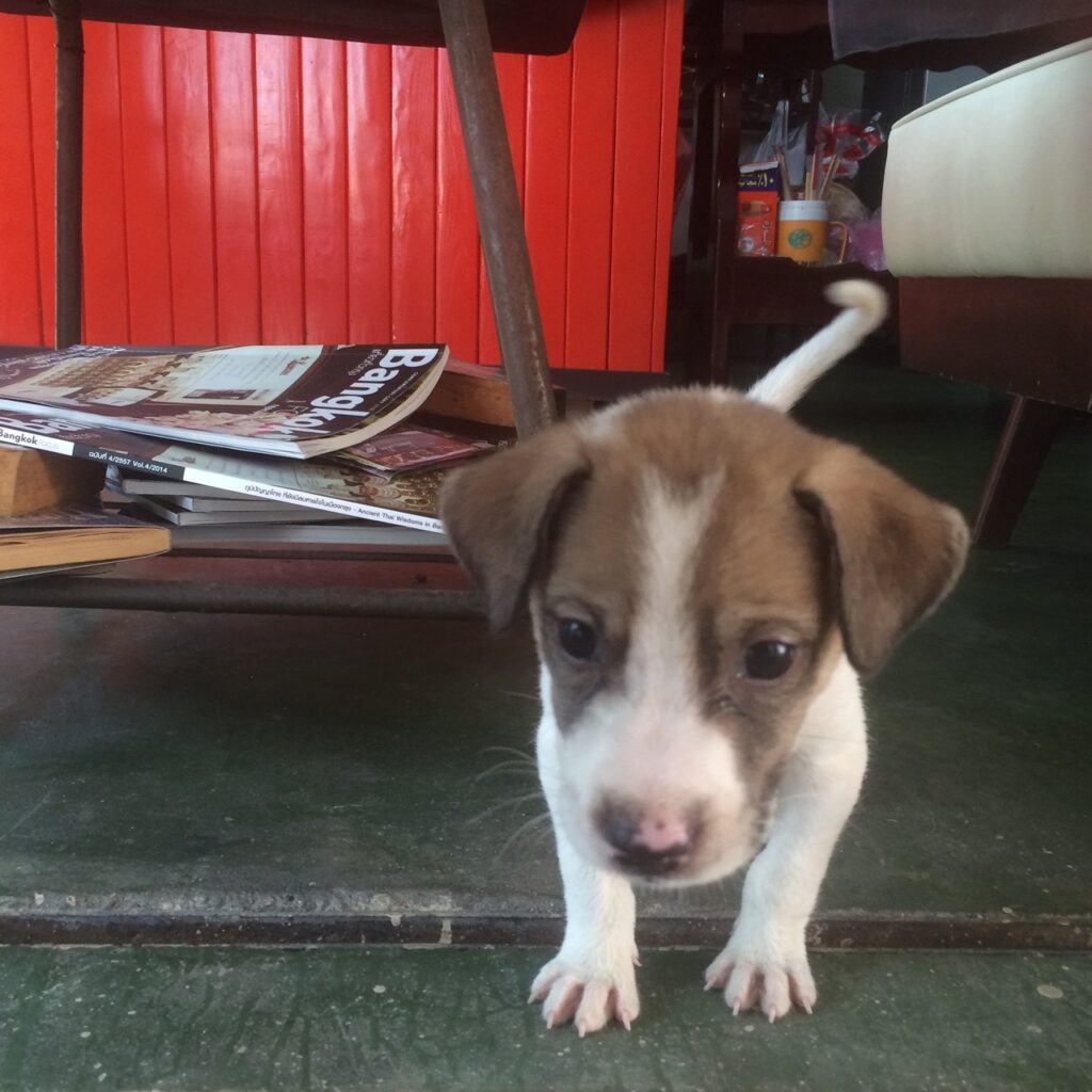 Small brown and white puppy standing on a green floor in front of a red wall and scattered books.