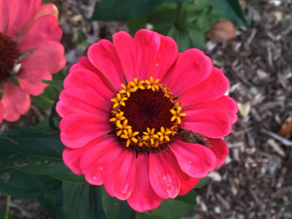 Vibrant pink flower with yellow ringed dark center, green leaves, and wood mulch background.