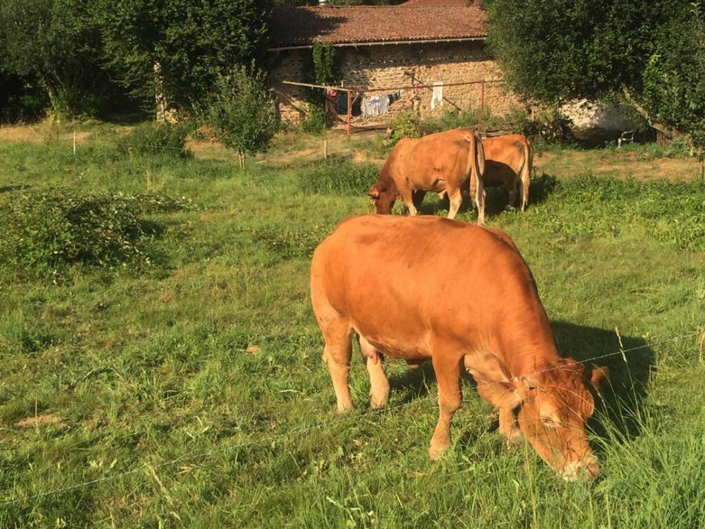 Cows grazing in a lush green field near a rustic stone farmhouse with a red-tiled roof and trees.