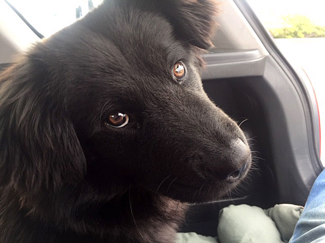 Black dog with brown eyes sitting in a vehicle, looking sideways with a calm expression.