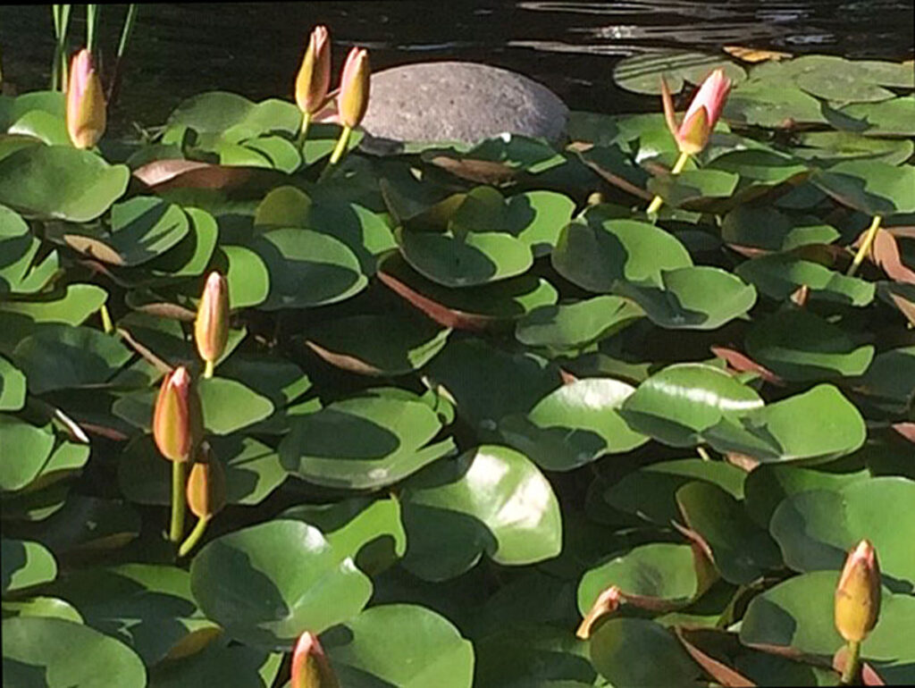 Water lilies with green leaves and closed pink buds on a pond surface, round stone in background.