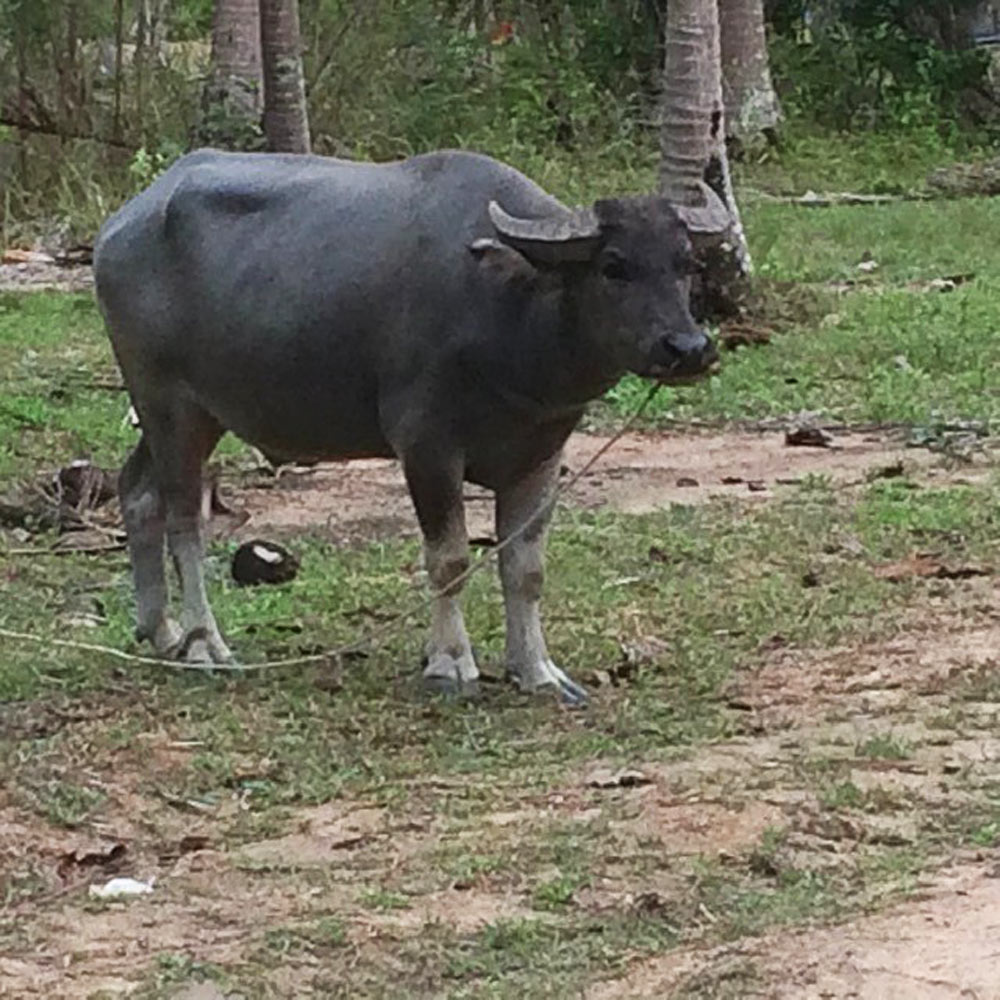 Buffalo standing on grassy area with trees in background, tied with a rope to the ground.