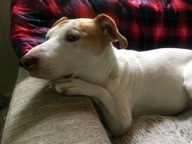 White dog with brown patches on head and ears resting on a cushion; plaid blanket in background.