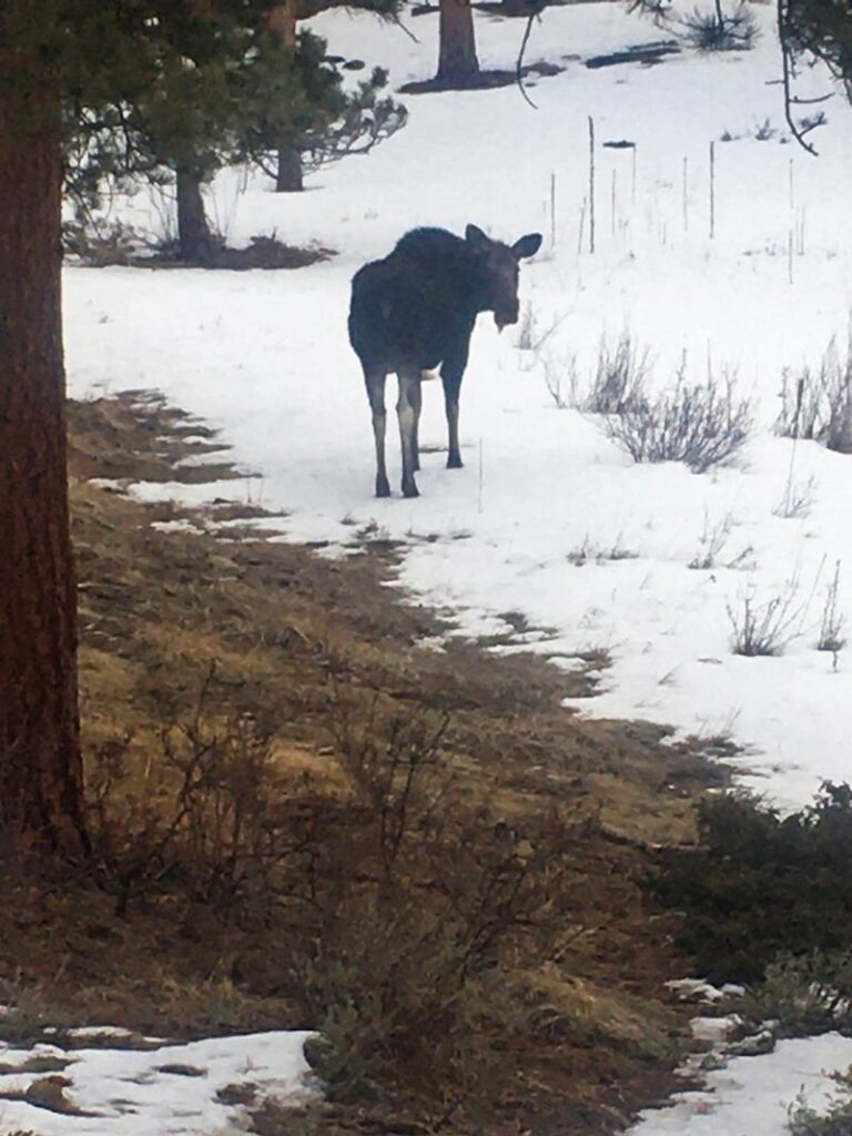 Moose standing on snowy and grassy terrain surrounded by trees and bushes.