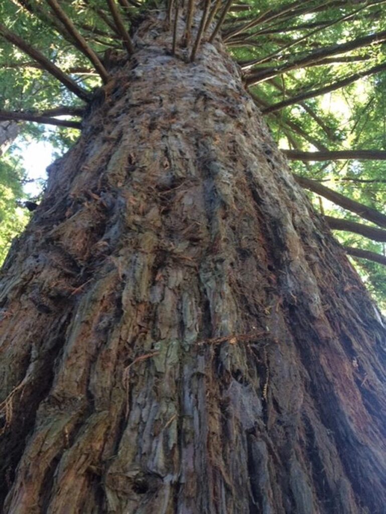 Close-up upward view of a large tree trunk with textured bark and branches extending outward.