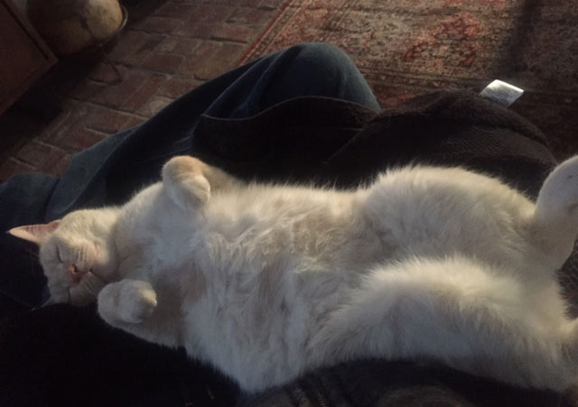 White cat lying on its back on a person's lap in a cozy indoor setting with a brick floor.