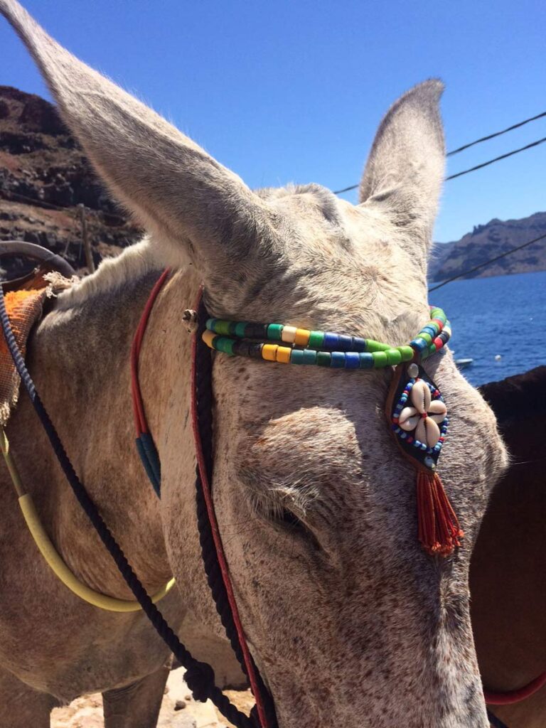 Donkey with colorful beads and head decoration, blue sky, water, and mountains in the background.