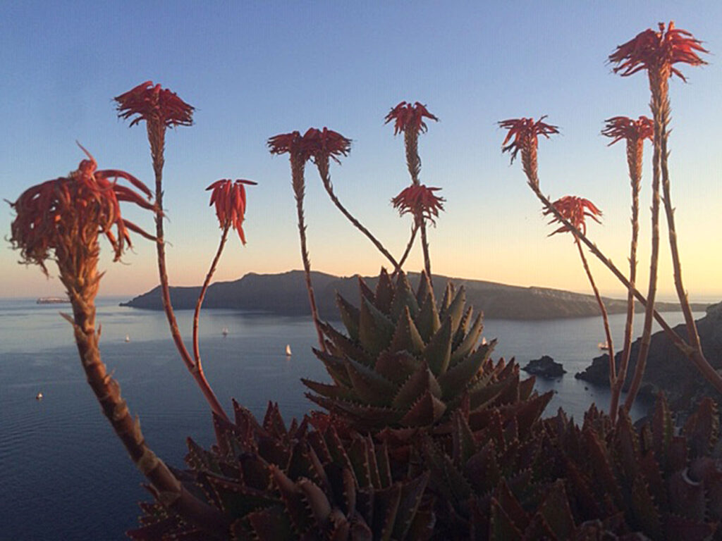 Sunset view of red flowers with long stems growing out of a bed of cactus with the Aegean caldera in the backround in Santorini, Greece.