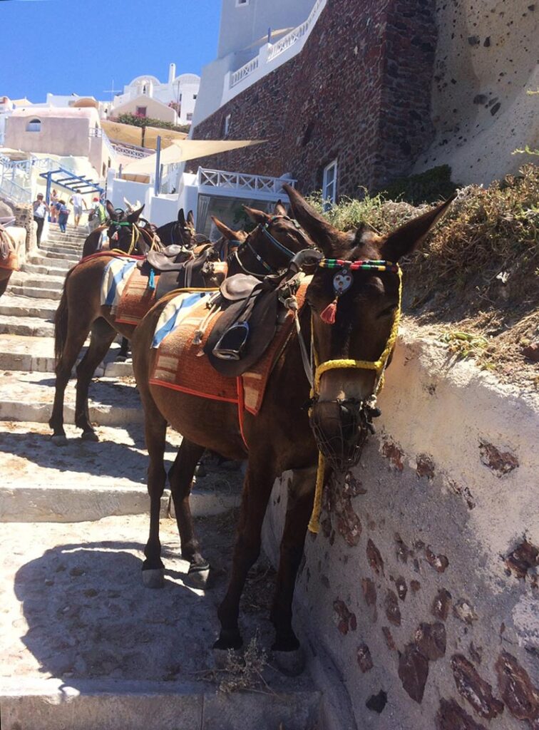 Saddled donkeys on a stone staircase next to a wall, with white buildings in the background.