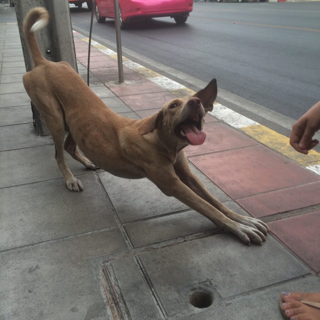 Tan dog stretching on a sidewalk near a curb, a pink car and road in the background, hand visible.