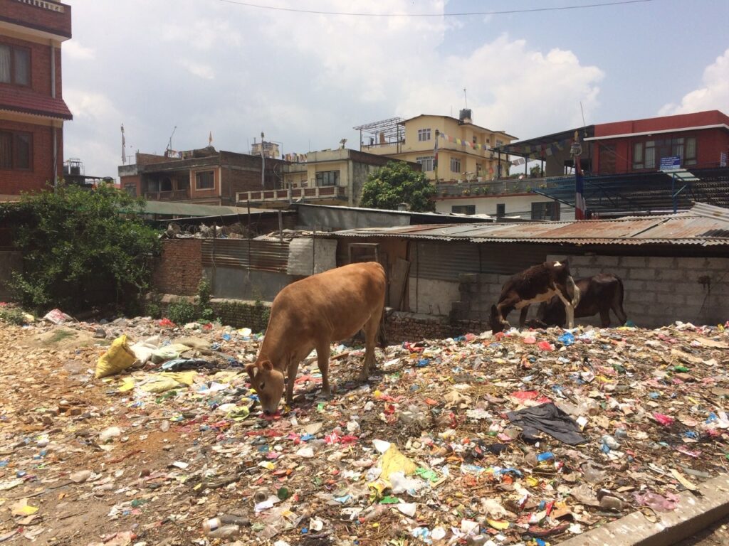 Cow grazing amid urban waste with residential buildings in the background and cloudy sky overhead.