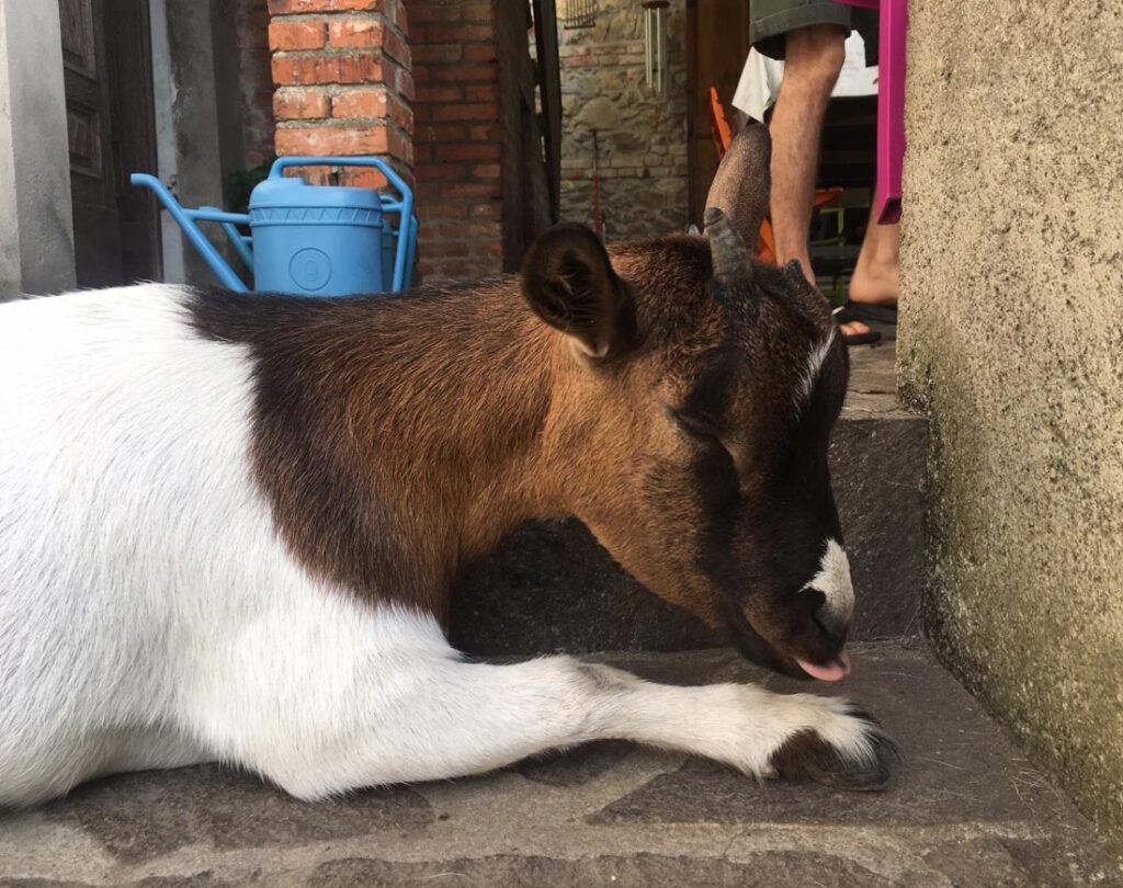 A horned goat with a brown head and white body rests on a stone step and licks his foot at the Il Casale Retreat Center in Merrizo, Italy.