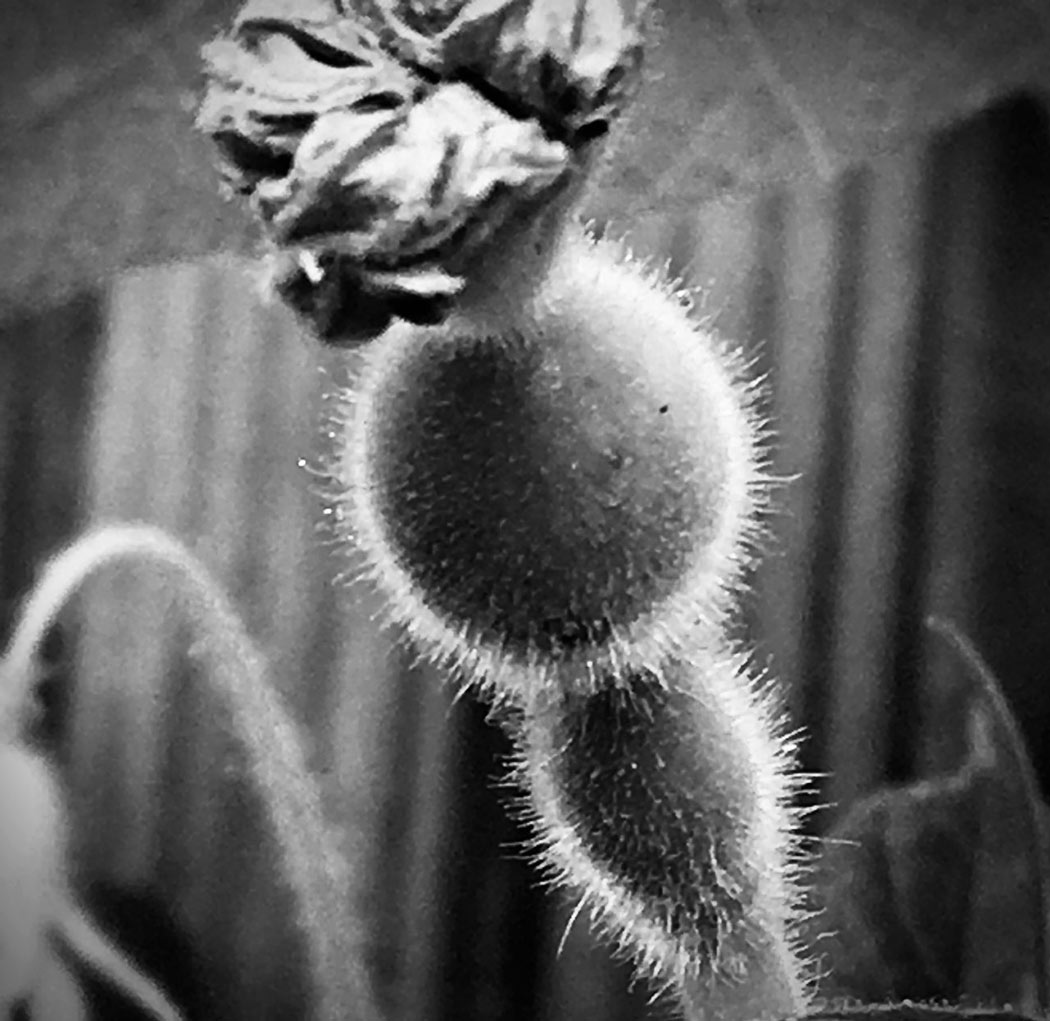 Black & white photo by Grace McEvoy of a fuzzy Birdhouse Gourd.