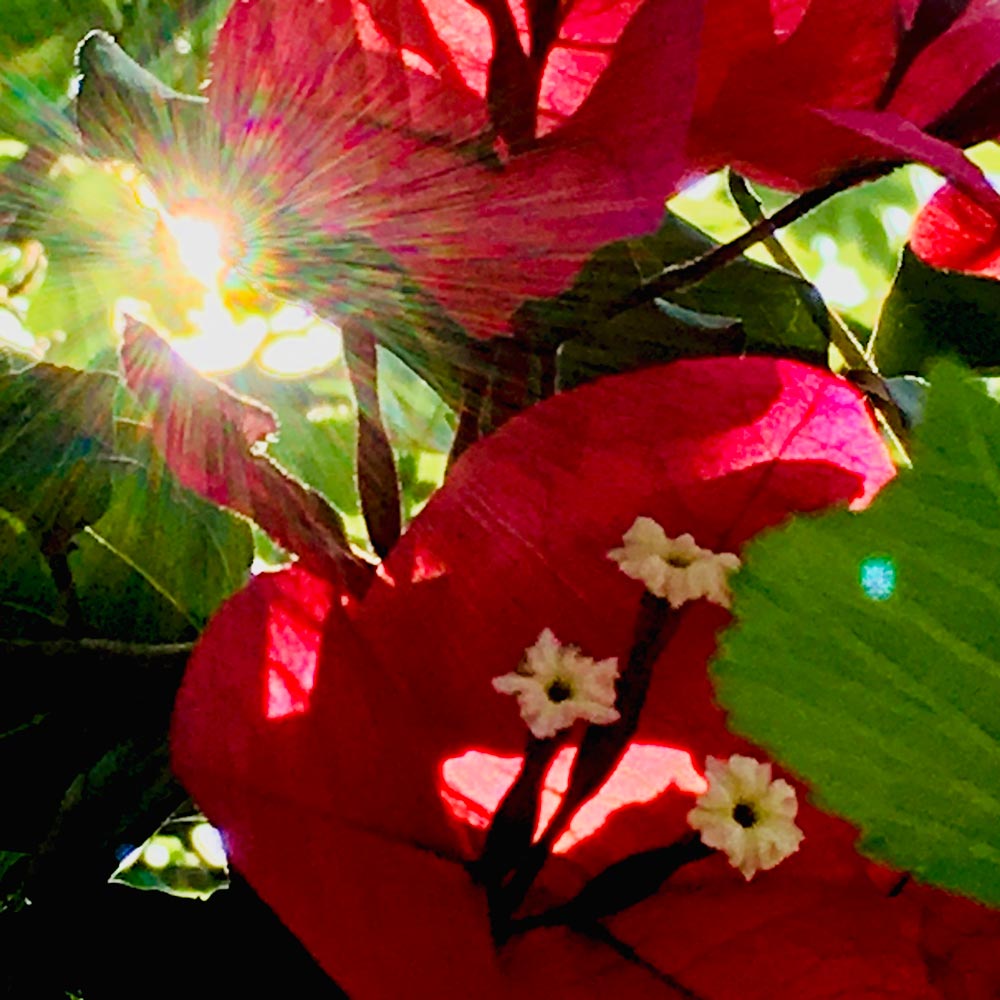 Color photo of the red blossoms on a Bougainvillea bush with the sunlight streaming through the leaves.