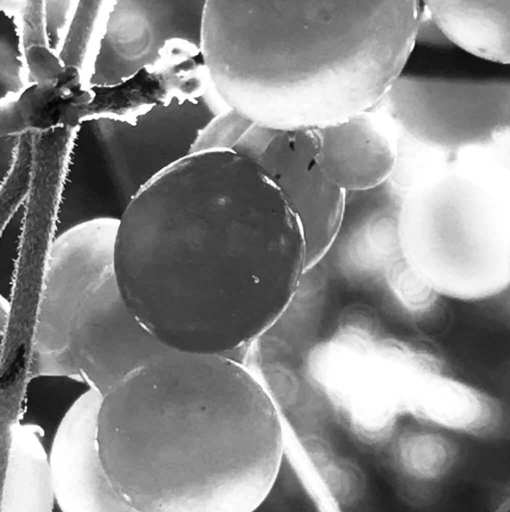 Black & white photo by Grace McEvoy of Carolina berries on a vine.