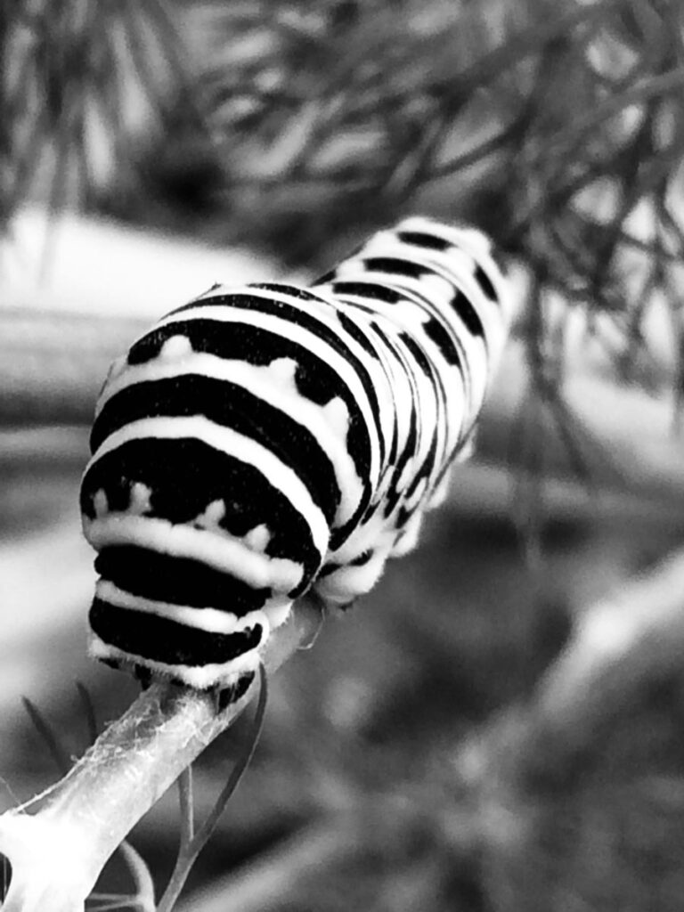 Black & white photo by Grace McEvoy of a plump black & white striped catepillar crawling along twig.