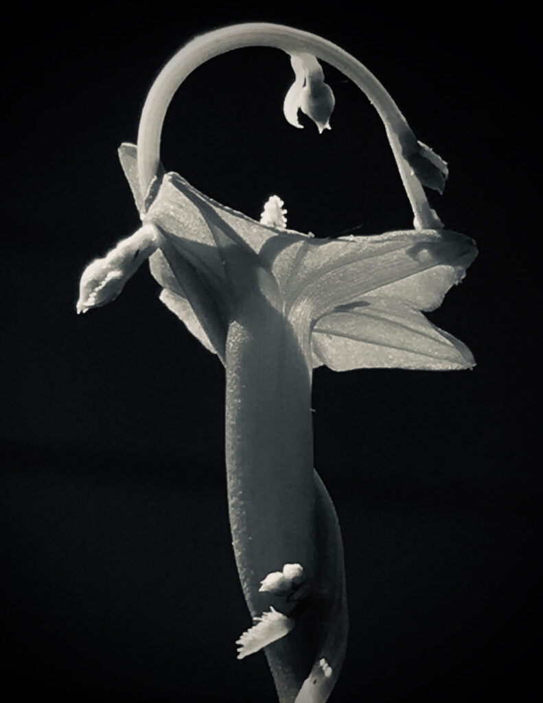Black & white photo by Grace McEvoy of a well-lit Cross Vine plant.