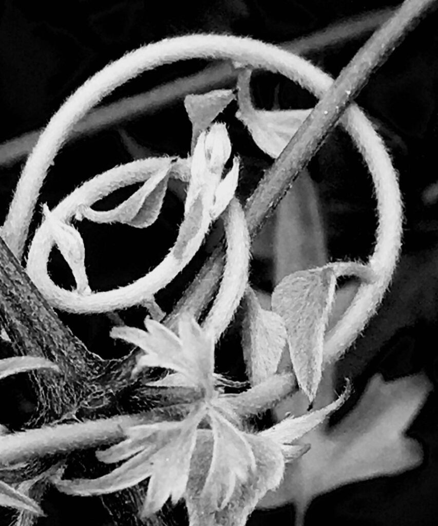 Black & white photo by Grace McEvoy of a curling vine.