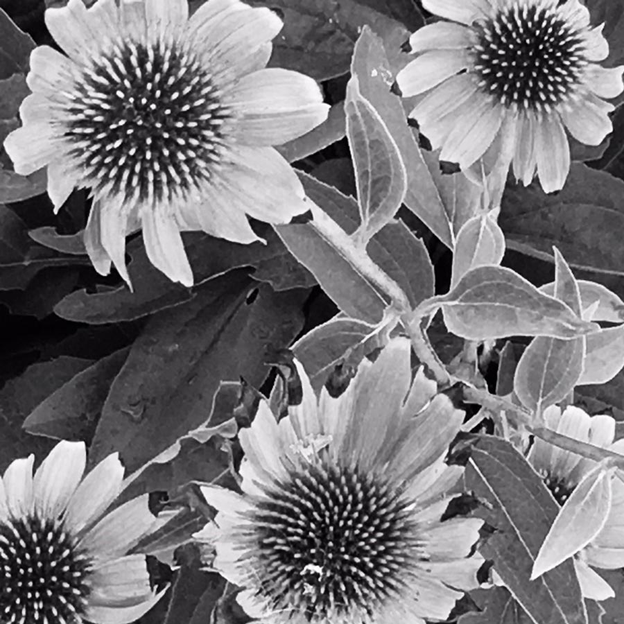 Black & white photo by Grace McEvoy of four echinacea blossoms.