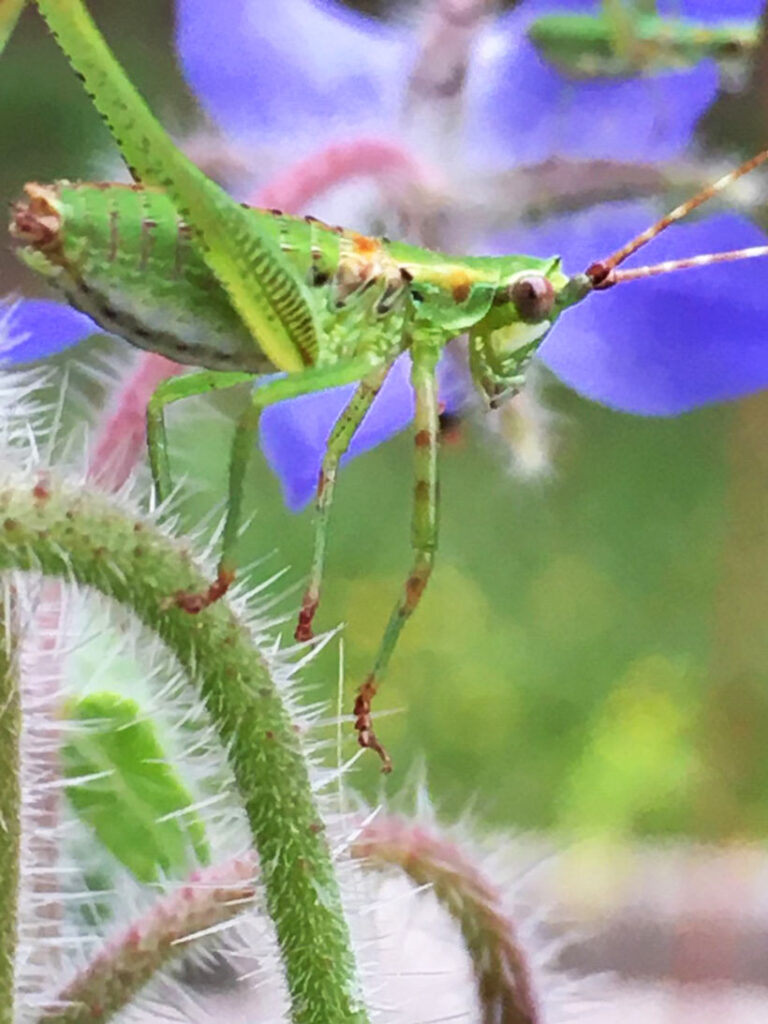 Color photo by Grace McEvoy of a green grasshopper in profile on stem.