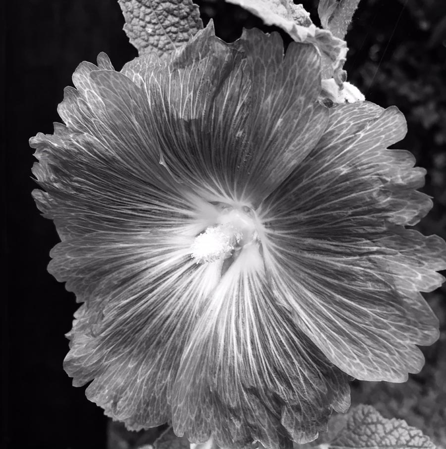 Black & white photo by Grace McEvoy of a Hollyhock blossom.