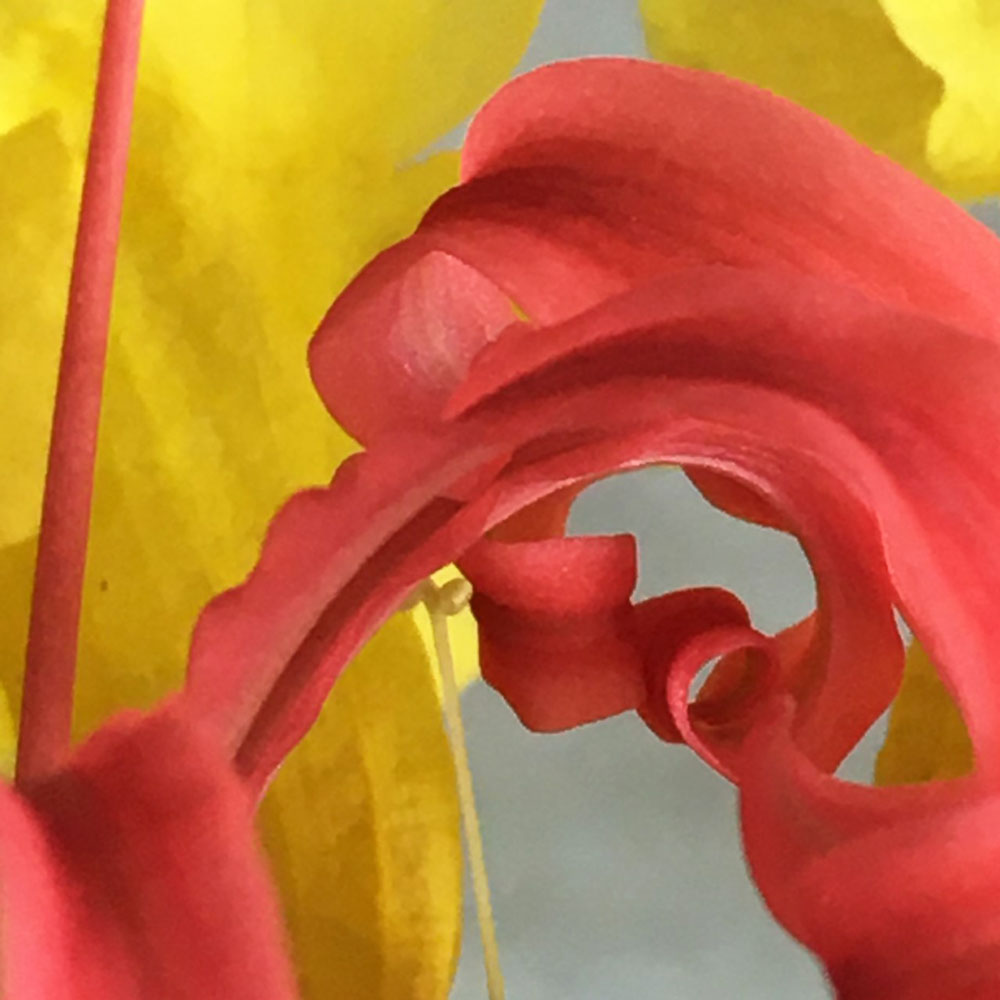 Color photo by Grace McEvoy of a curling pink Esparanza petal with the petal of a yellow lily behind it.