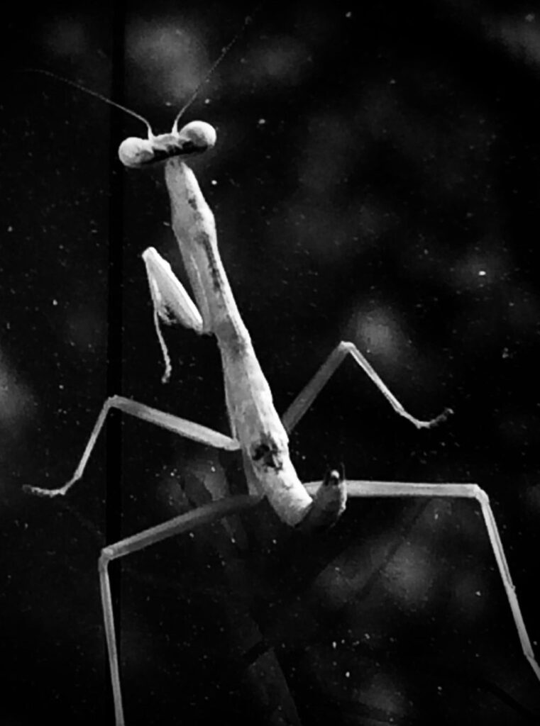 Black & white photo by Grace McEvoy of a large leaping praying mantis in mid-air.