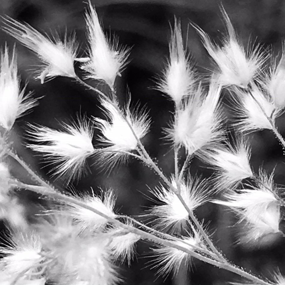 Black & white photo by Grace McEvoy of the wispy, illuminated tops on a sprig of native grasses.