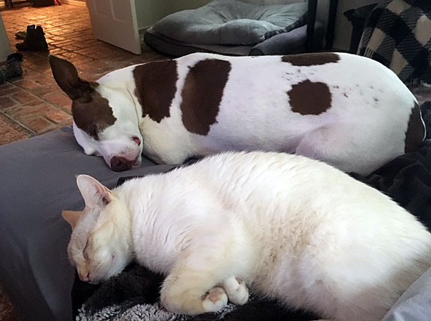 A white dog with brown spots sleeps on her side next to a cream-colored sleeping cat.