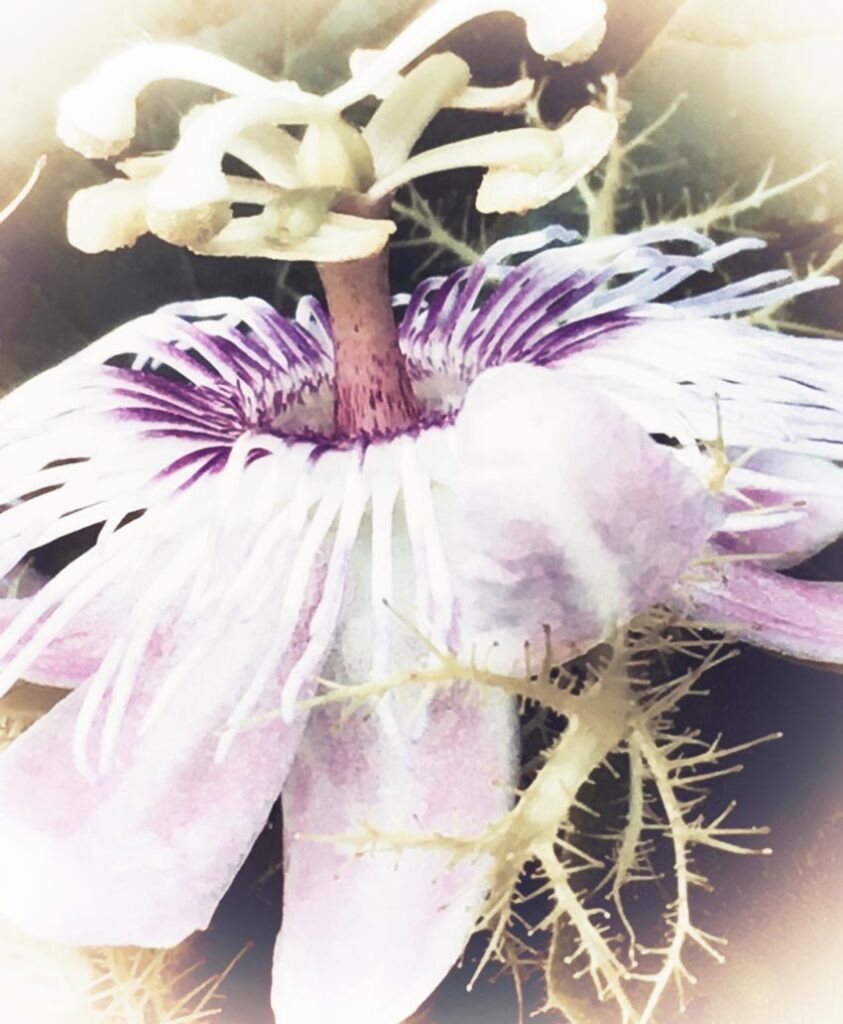 Color photo by Grace McEvoy of a Passionflower blossom, with it's pale violet and white petals and center filament-pods extending upward from the center, captured by nature photographer, Grace McEvoy.