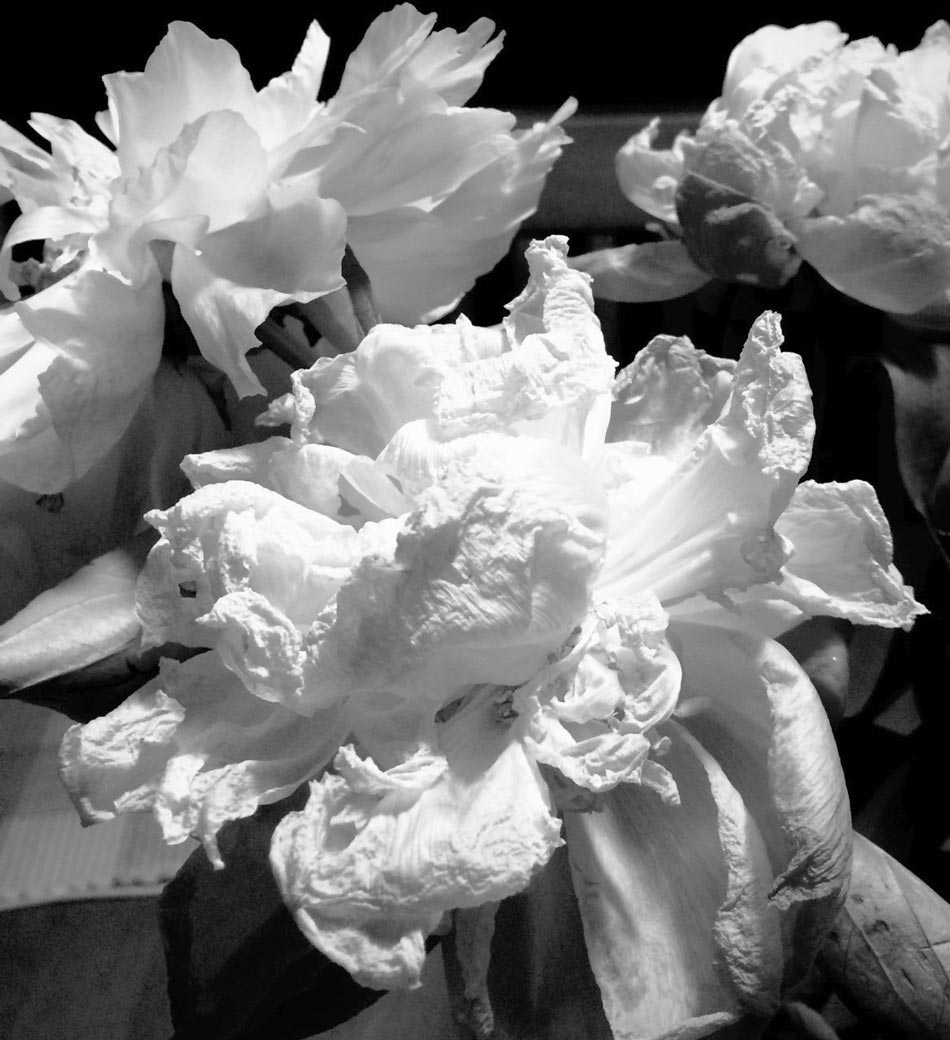 Black & white photo by Grace McEvoy of three bright white Peony blossoms looking dry from age.