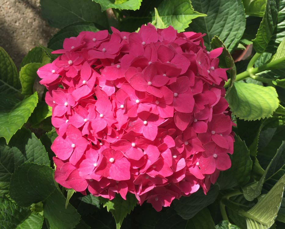 A big hot pink flower blossom, taken in Katacolo, Greece.