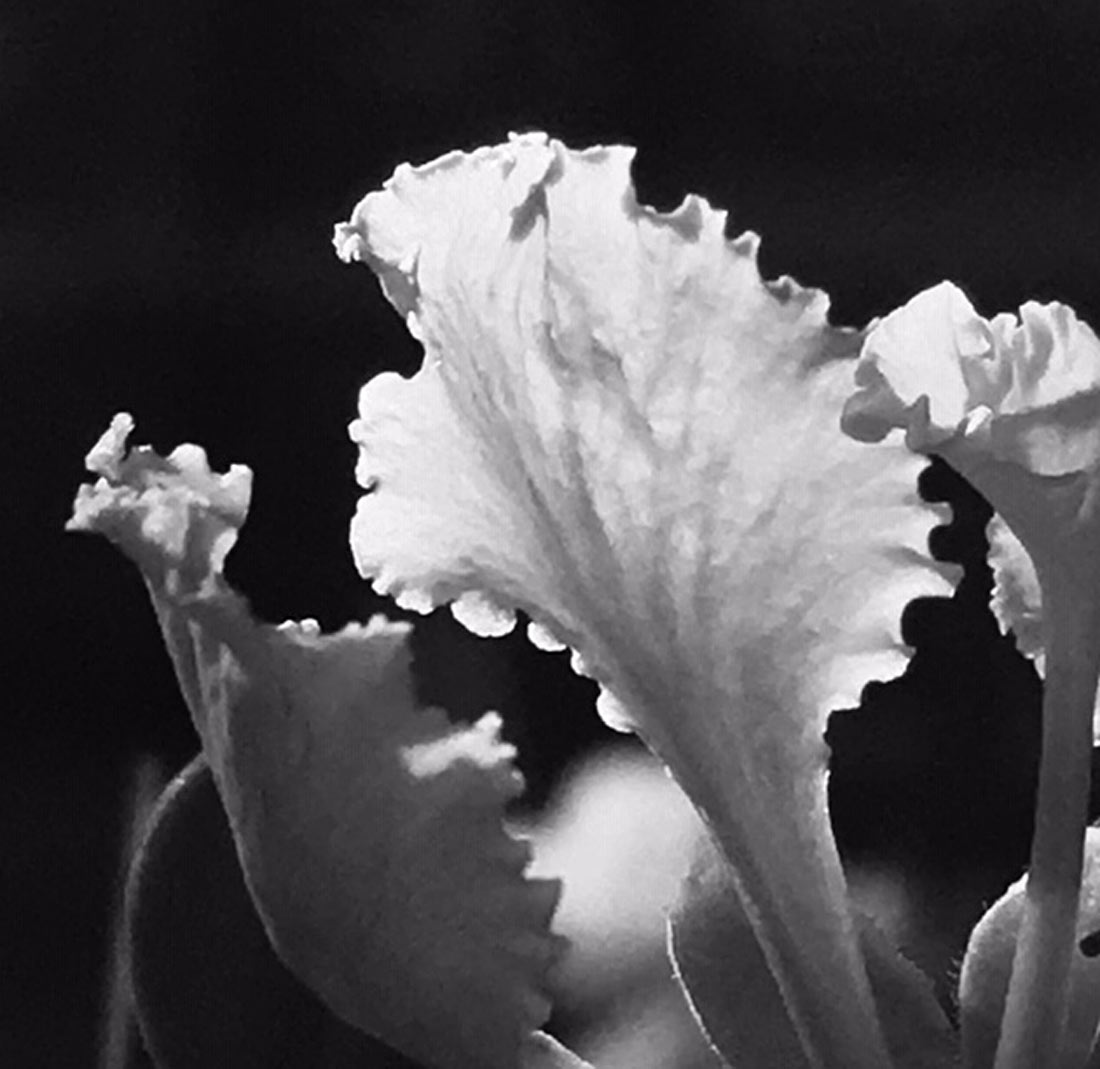 Black & white photo by Grace McEvoy of ruffle-edged leaves (illuminated) on a Pride of Barbados plant.