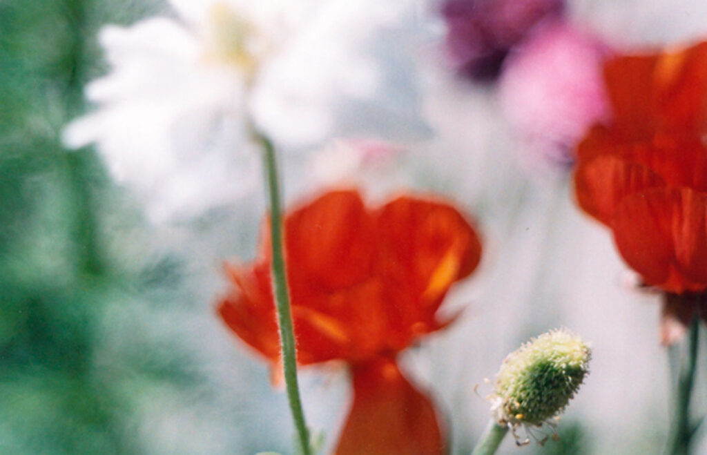 Color photo (intentionally blurry) by Grace McEvoy of red and white Ranuculus flowers.