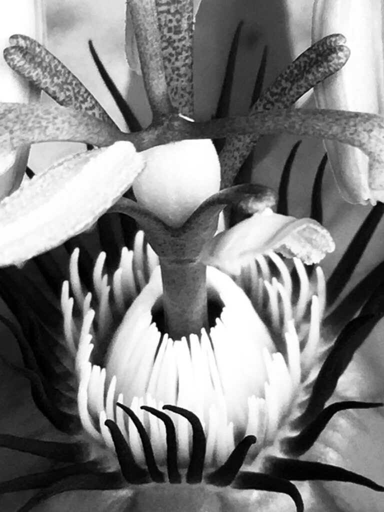 Black & white photo by Grace McEvoy of a Red Passionflower blossom.