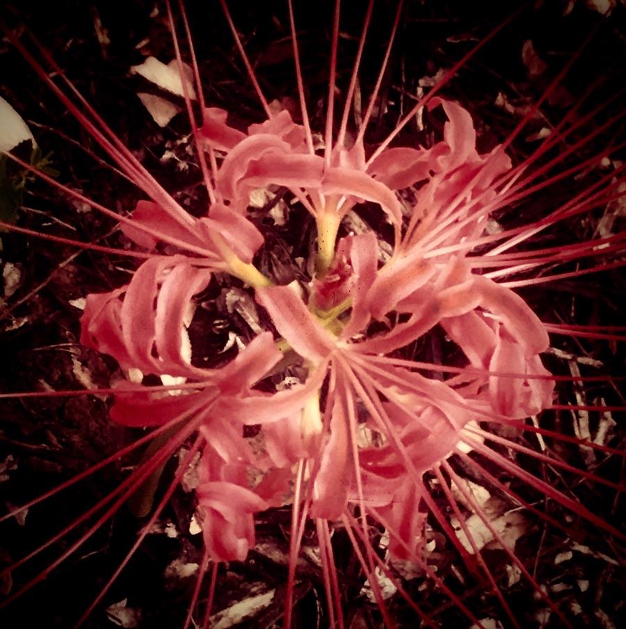 Color photo by Grace McEvoy of a pink Spider Lily blossom with its lean pink petals curling around a system of long reddish-pink spikey strands, captured by nature photographer, Grace McEvoy.