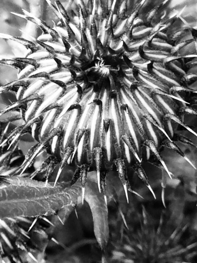 Black & white photo by Grace McEvoy of a spikey Thistle plant.