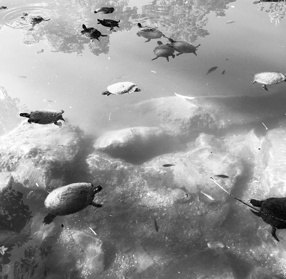 Black & white photo by Grace McEvoy of turtles swimming in a pond with large rocks underneath.