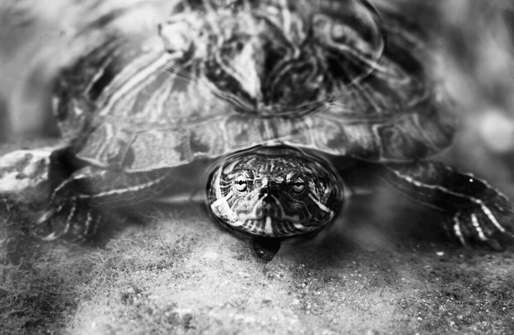 Black & white photo by Grace McEvoy of a turtle in shallow water with its face just above the surface.