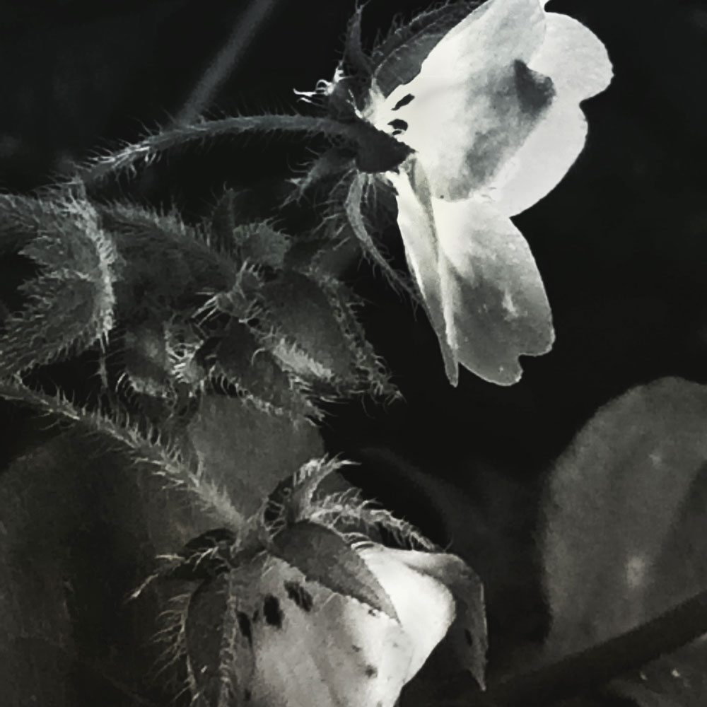 Black & white photo by Grace McEvoy of the illuminated light blossoms on a Wood Violet plant.