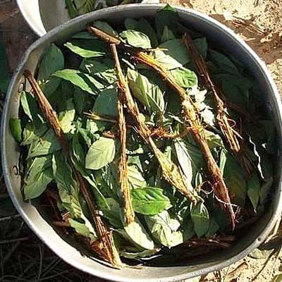 Ayahuasca is brewing as the chacruna leaves and woody vines steep in a pot.