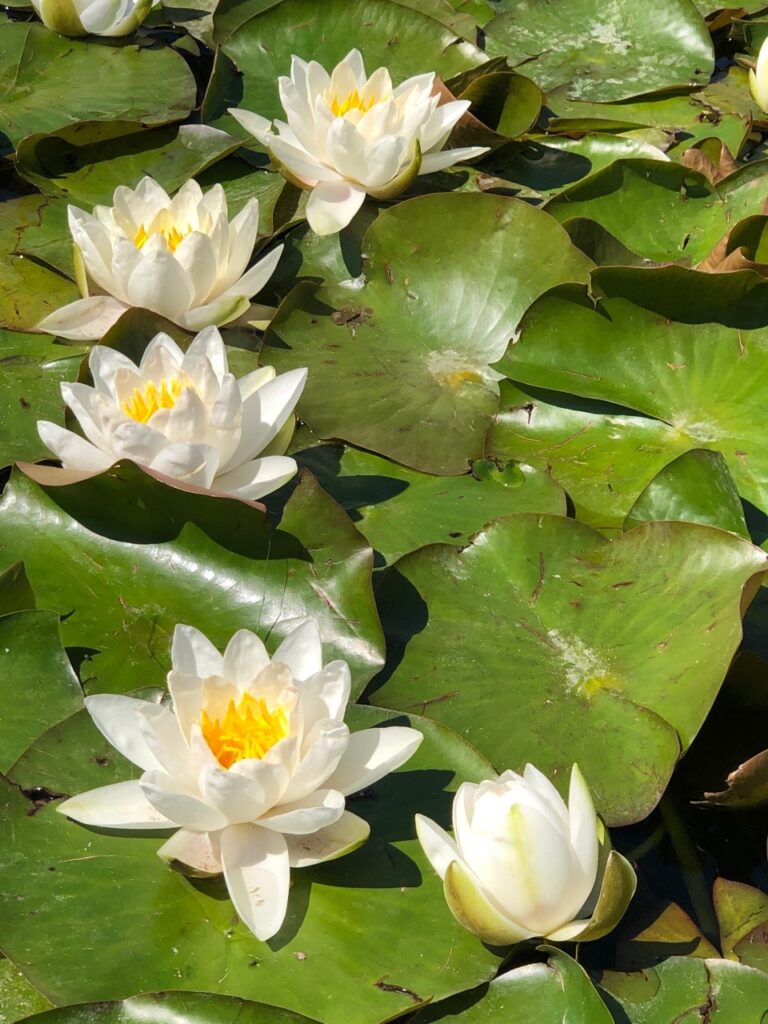 A grop of water lilies with yellow centers grow out of a bed of large green leaves on a pond.