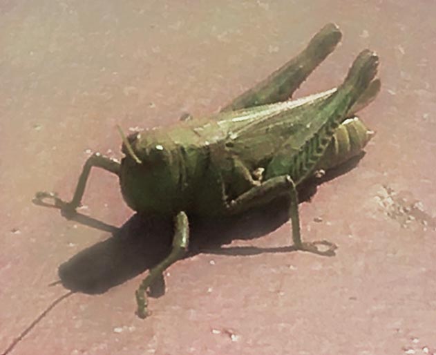 A plump green cricket on pinkish concrete.