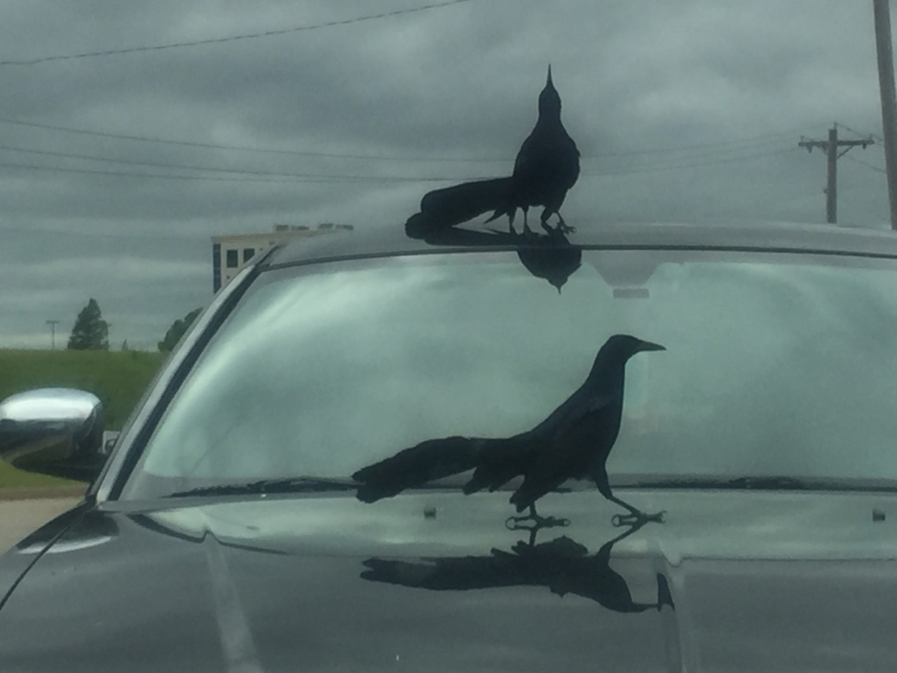 Two black birds on a car with an overcast sky and power line in the background.