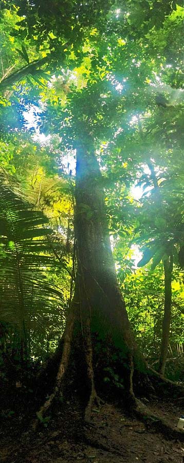 A Noya Rao tree gtrowing tall in the Peruvian Amazon.