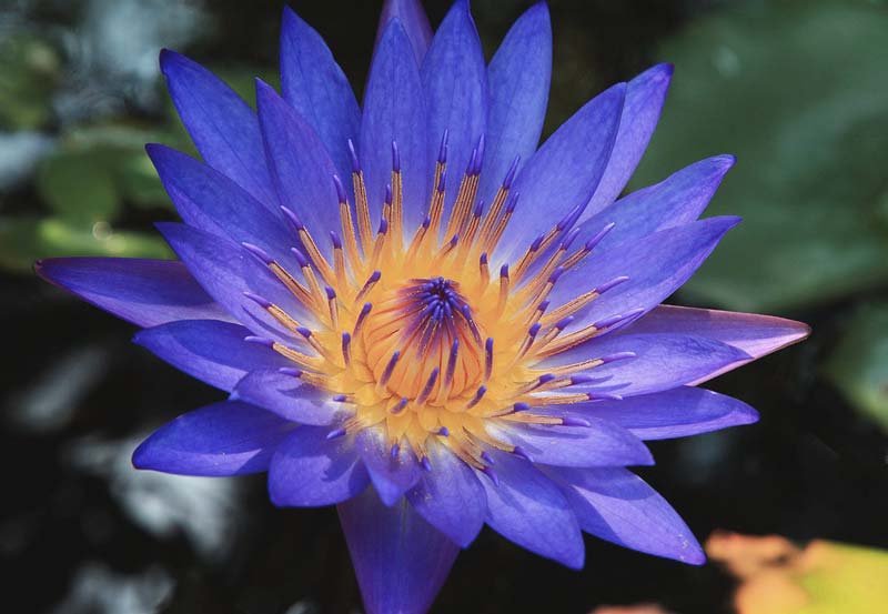 A blue Lotus blossom with bright blue petals and a yellow center.