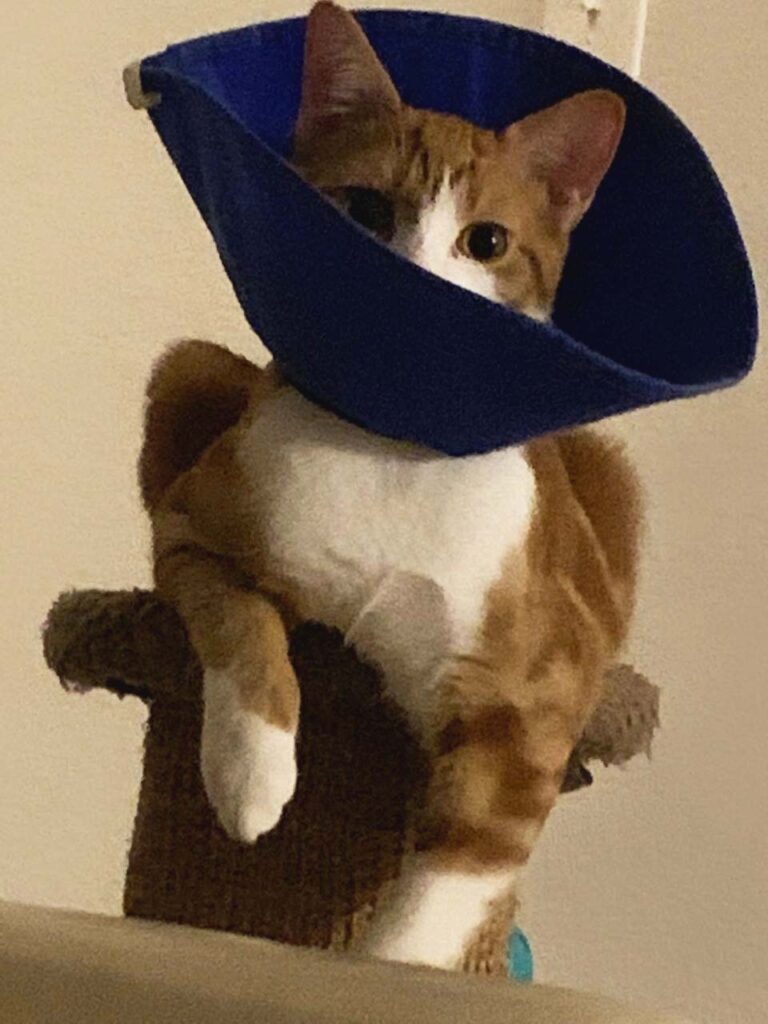 Cat with orange and white fur in blue pet cone resting on a cat scratcher, face partially obscured