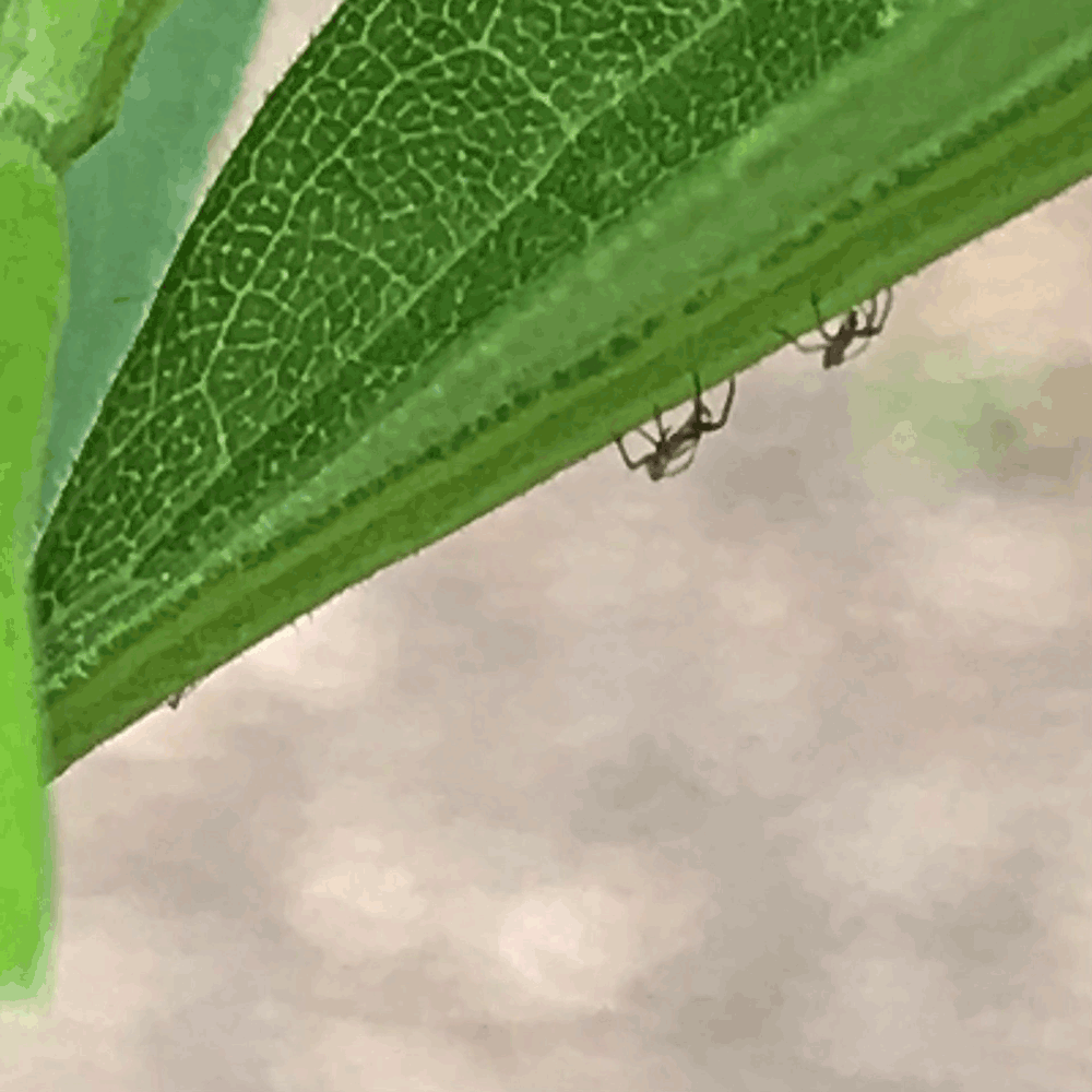 Two tiny bugs (aphids) walk upside-down along a big green leaf.